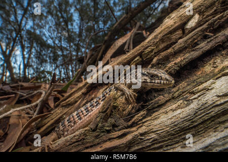 San Francisco Alligator Lizard (Elgaria coerulea coerulea), eine Unterart des Nördlichen krokodil Echse, die endemisch ist in der Bay Area in Kalifornien. Stockfoto