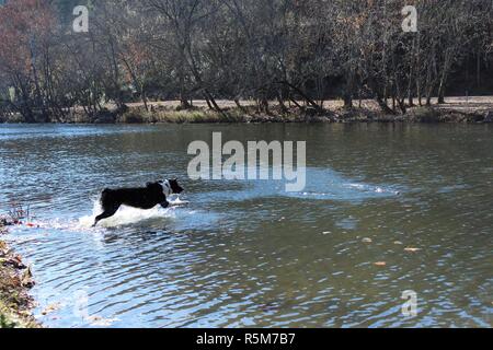 Border Collie Australian Shepherd schwimmt, springt und spielt im Fluss Stockfoto