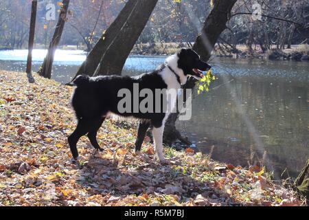 Border Collie Australian Shepherd Profil von Stärke und Bewusstsein Stockfoto