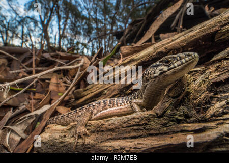 San Francisco Alligator Lizard (Elgaria coerulea coerulea), eine Unterart des Nördlichen krokodil Echse, die endemisch ist in der Bay Area in Kalifornien. Stockfoto