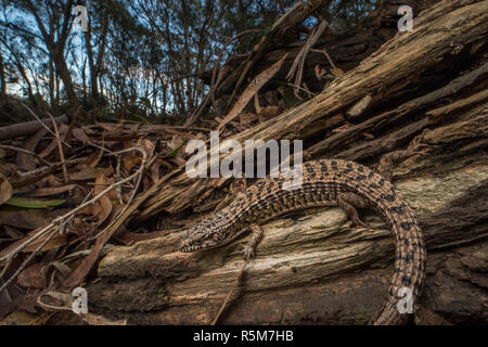 San Francisco Alligator Lizard (Elgaria coerulea coerulea), eine Unterart des Nördlichen krokodil Echse, die endemisch ist in der Bay Area in Kalifornien. Stockfoto