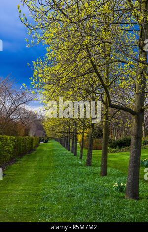 Von Bäumen gesäumten Straße in eine schöne Symmetrie in Hyde Park London Stockfoto