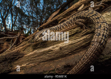 San Francisco Alligator Lizard (Elgaria coerulea coerulea), eine Unterart des Nördlichen krokodil Echse, die endemisch ist in der Bay Area in Kalifornien. Stockfoto