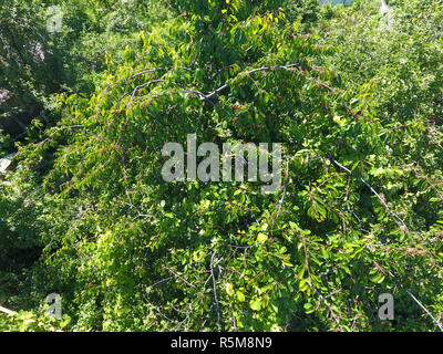 Zweigniederlassungen von Kirschen mit reife Beeren. Sweet cherry auf einem Baum reif. Reifung der Beeren der Sweet cherry Stockfoto