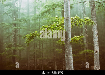 Bäume im Wald durch den Wind bewegt Stockfoto