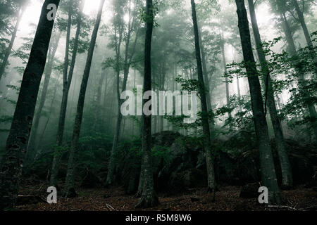 Geheimnisvolles Haus im Wald mit Nebel Stockfoto