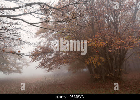 Nebel und Wind am Mount San Vicino, Italien Stockfoto