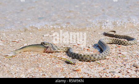 Snake River Natrix Reptil Stockfoto