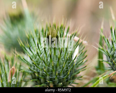 Grüne spike Spike spiky Nahaufnahme Mariendistel bud Detail Stockfoto