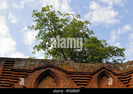 Â Â Fassade des Klosters in boitzenburg mit Baum Ruine Stockfoto