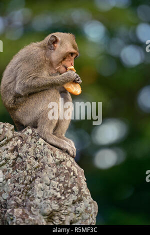 Eine lange tailed macaque Affen essen Brot in der Nähe von Angkor Wat, Kambodscha Stockfoto