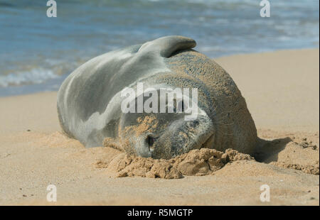 Hawaiian monk seal (Neomonachus schauinslandi) gefährdet, Kaua'i Insel, Hawaii Stockfoto