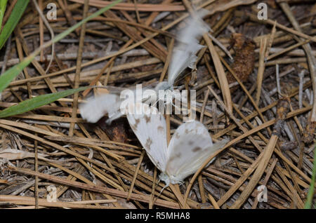 Kariert Weiß, Pontia protodice, männlich Mobbing weiblichen und zu versuchen, zu Paaren. Stockfoto