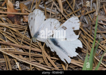 Kariert Weiß, Pontia protodice, männlich Mobbing weiblichen und zu versuchen, zu Paaren. Stockfoto