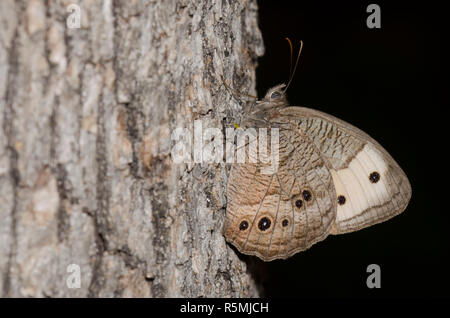 Gemeinsame Wood-Nymph, Cercyonis pegala, in schattigen Wäldern Stockfoto