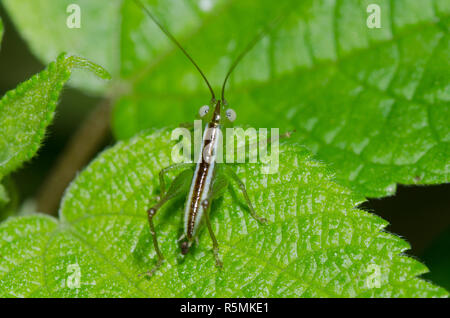 Wiese Katydid, Stamm Conocephalini, Nymphe Stockfoto