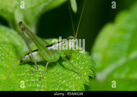 Wiese Katydid, Stamm Conocephalini, Nymphe Stockfoto