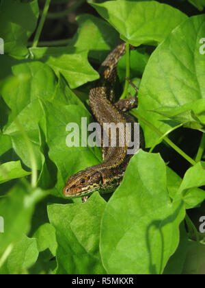 Wald, Moor lizard Lizard, lizard, weiblich, zootoca Vivipara, lacerta, lebendgebärenden Lizard oder gemeinsamen Eidechse Stockfoto