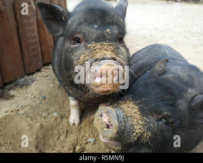 Zwei schwarze Schweine Stockfoto