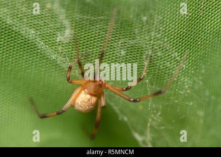 Braun Witwe spider machen Sac für seine Eier mit grünem Hintergrund Stockfoto
