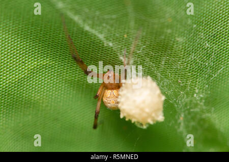 Braun Witwe spider machen Sac für seine Eier mit grünem Hintergrund Stockfoto