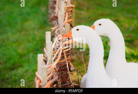 Weiße Gans beißen ein Zaun Stockfoto