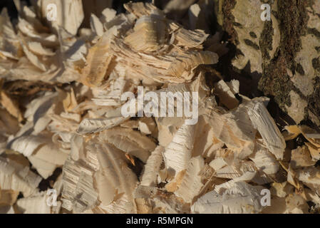 Baumstamm mit Markierungen der Biber Zähne an einem sonnigen Tag Stockfoto