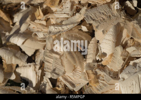 Holzspäne von Biber Makro gemacht Stockfoto