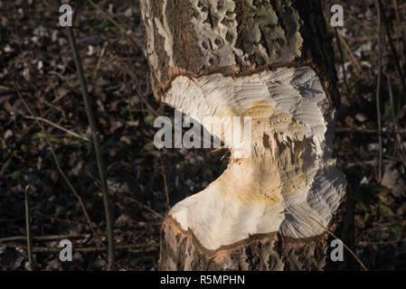 Baumstamm mit Markierungen der Biber Zähne an einem sonnigen Tag Stockfoto