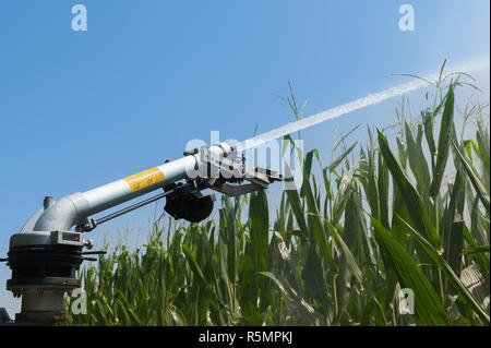 Wasser die Installation von Sprinklern in einem Feld von Mais. Stockfoto