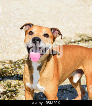 Rothaarige American Pit Bull im Freien Stockfoto