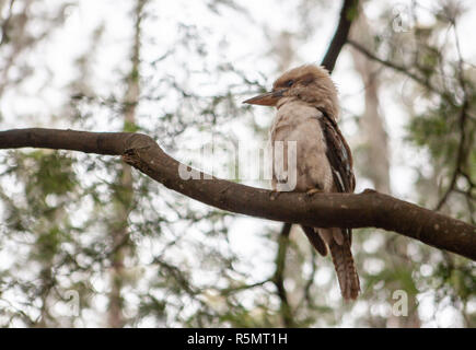 Schöne Portrait von Kookaburra - einheimische australische Vogel Stockfoto