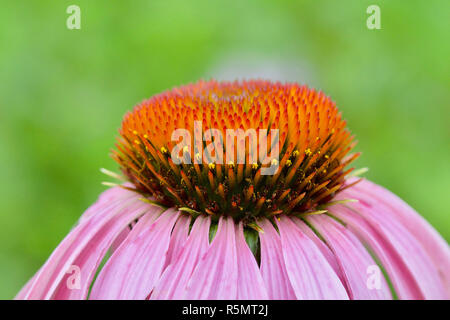 Ein rosa cone Flower Center makro Übersicht detail Stockfoto