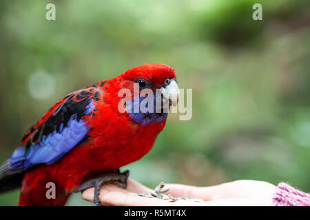 Crimson Rosella hocken auf weibliche Hand und Essen Stockfoto