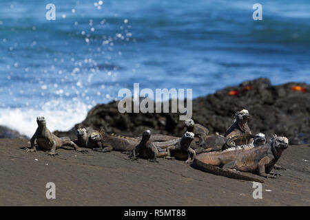 Eine Gruppe von Galapagos Meerechsen (Amblyrhynchus cristatus) auf Lava Rock, Insel Santiago, Galapagos, Ecuador Stockfoto