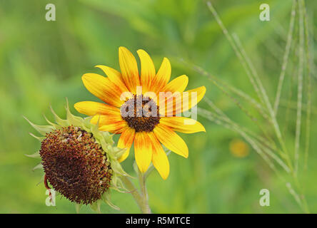 Bunte Sonnenblumen Helianthus annuus Stockfoto