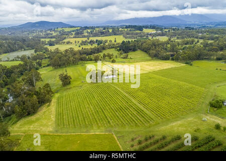 Luftaufnahme von geraden Reihen von Ernten und hügelige Landschaft im Osten Wandin, Melbourne, Australien Stockfoto