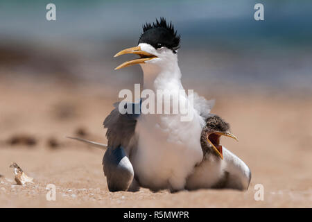 Crested tern Sterna bergii Sitzen am Strand mit Küken unter Flügel Küken mit offenem Mund Penguin Island Nature Reserve western Australia Stockfoto