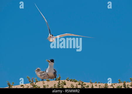 Crested tern Sterna bergii im Flug auf Fisch im Mund mit Jugendlicher stehen unten auf Sand dune Penguin Island Nature Reserve western Australia Stockfoto