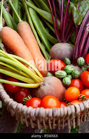 Frische Produkte aus der Gemüsegarten in einem Korb gesammelt Stockfoto