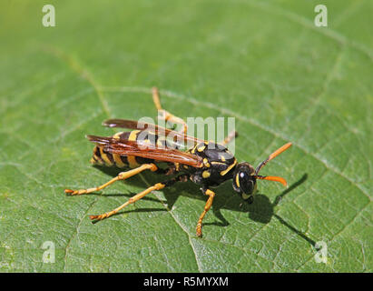 Haus Wasp oder gallischen Wespe Feldwespe dominula Stockfoto