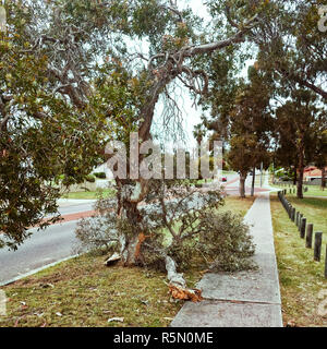 Nie pitch ihr Zelt unter ein australischer Baum Stockfoto