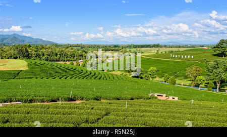 Choui Fong Teeplantage Stockfoto