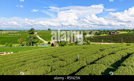 Choui Fong Teeplantage Stockfoto