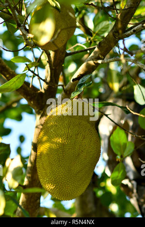 Jackfrüchte auf Baum Stockfoto