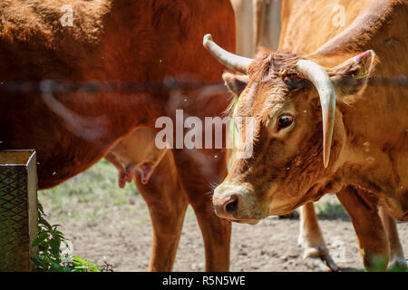Kühe auf der Weide Stockfoto