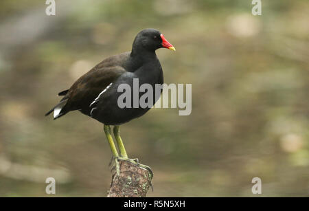 Eine hübsche Sumpfhuhn (Gallinula chloropus) auf einem Baum Zweig, der in einem See. Stockfoto