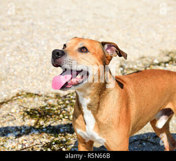 Rothaarige American Pit Bull im Freien Stockfoto