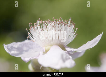 Seitenansicht eines perfekt fokussierte weiß Dornbusch Blütenkopf geöffnet Blütenblätter - rubus fruticosus Stockfoto