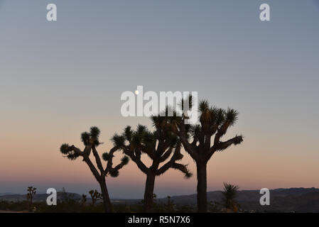 Die einzigartige Formen der schönen Joshua Tree Kaktus in den Sonnenuntergang der Stadt und Hügel von Joshua Tree, Kalifornien skizziert. Beachten Sie, dass der Platz im Himmel Stockfoto